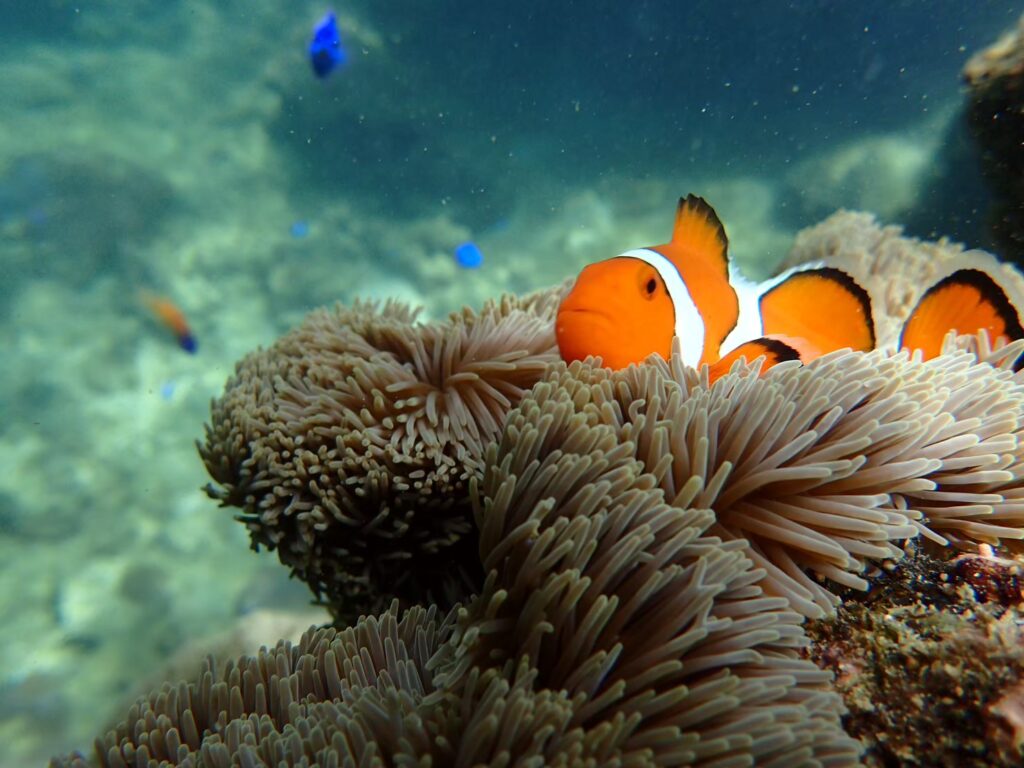 熱帯魚　クマノミ