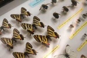 【必見】石垣島バンナ公園ってどんなところ？見どころ・観光スポットを完全ガイド！
