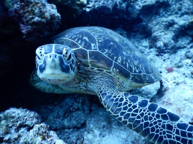 石垣島の海を泳ぐウミガメ