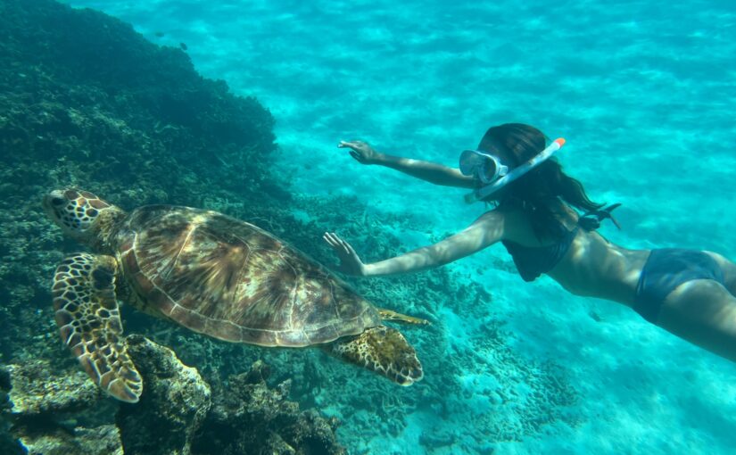 石垣島でウミガメと泳ぐシュノーケリング体験