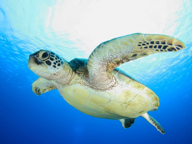 石垣島の青い海を泳ぐ野生ウミガメ