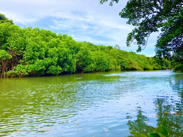 マングローブ 沖縄