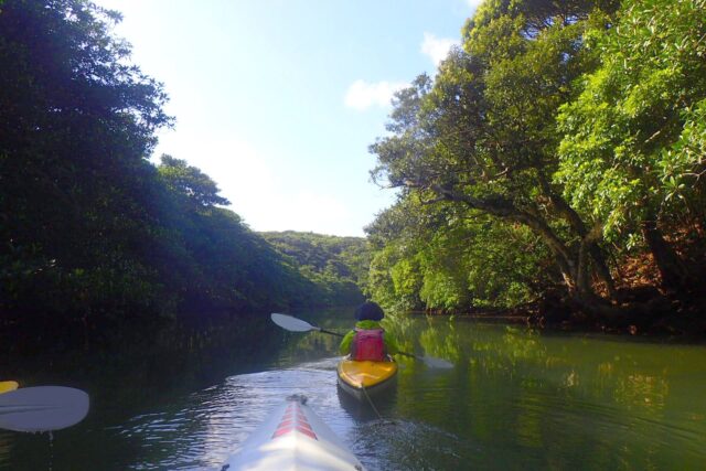 マングローブ カヌー